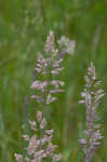 Common velvetgrass